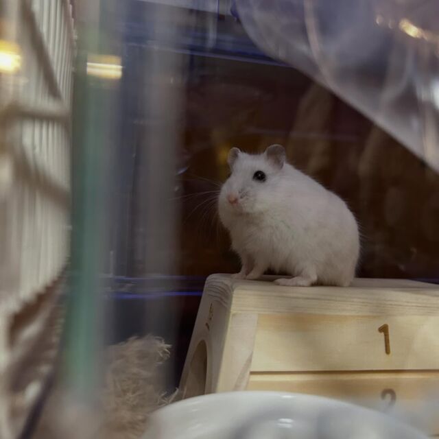 昨日は母の83歳の誕生日。
お昼の一緒に過ごす家族をお迎えしました。
3ヶ月の女の子みーちゃんです。
母と留守番よろしくね。