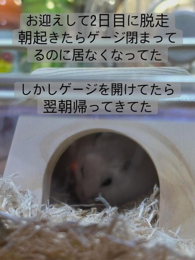 今週から家族になったみーちゃん。2日目の夜中おお暴れしてたけど、朝静かだなと思ったら、ゲージ閉まってるのに居なくなってた。

探しても見つからず、お腹空いたら帰ってくることを願って、ゲージを開けて餌を入れておいたら、翌朝帰ってきてた。

でもすっかり脱走する技を身につけた3ヶ月のみーちゃんは、気がつけばゲージの外にいる。

誰か脱走防止策教えてください。